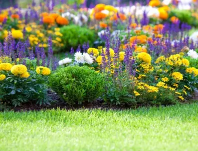 5 впечатляващи комбинации от растения за вашата цветна градина