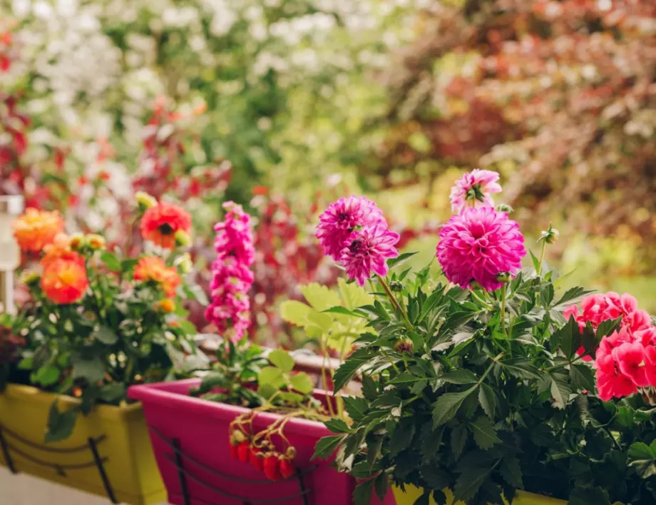 Икебана – да вдъхнем нов живот на цветята