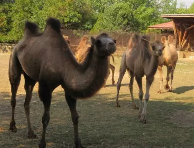 Четири млади двугърби камили пристигнаха в столичния зоопарк (СНИМКИ) 