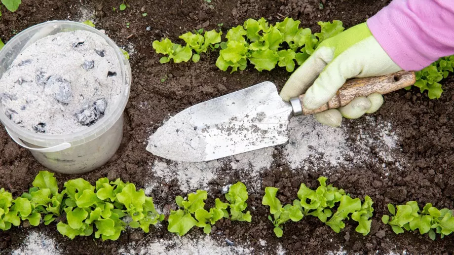 Опитен градинар каза как защитава градината си от мравки