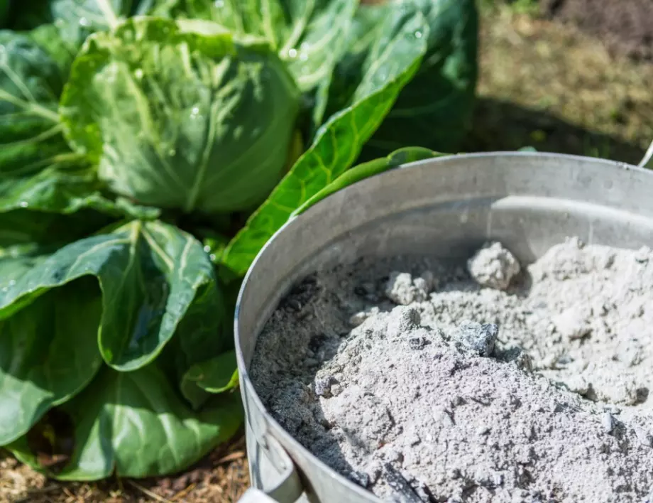 Съвети: Как да използвате пепел в градината си