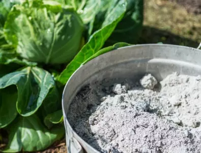 Подхранване с пепел: 3-те най-добри рецепти на опитните градинари