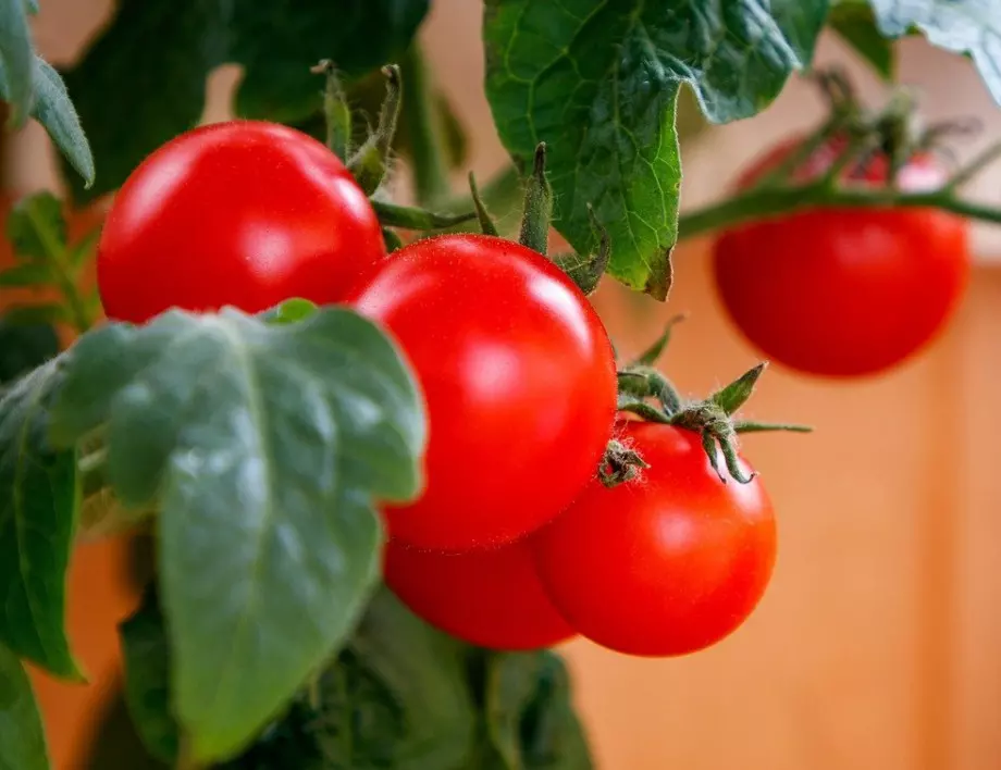 Трик за отглеждане на хубави домати