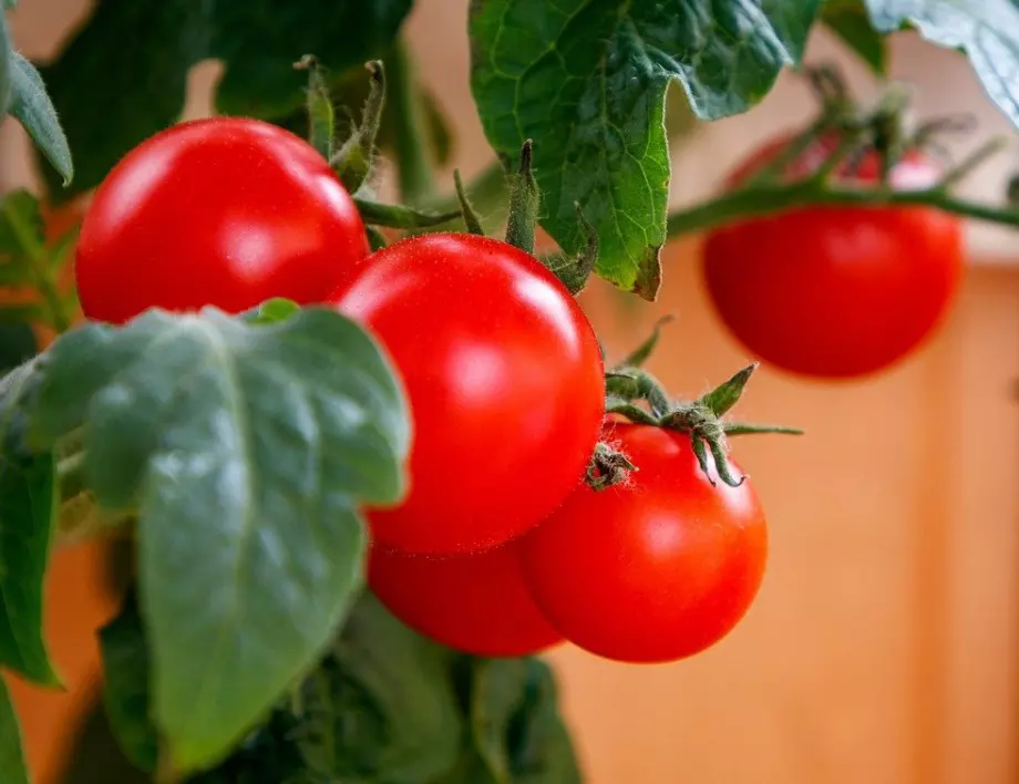 Полейте доматите само 2 пъти с този разтвор и реколтата ще е много по-богата