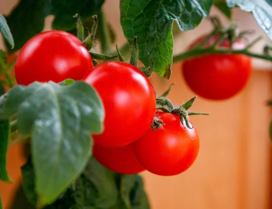 Само тази съставка може да предпази доматите от вредители и да увеличи реколтата им