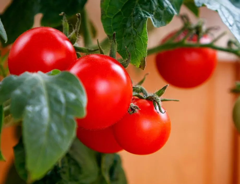 С каква тор да подхраним доматите 1 ден, преди да ги засадим?