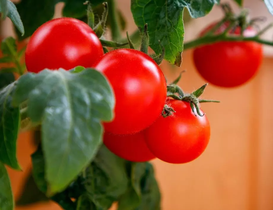 Всеки градинар трябва да знае това за подхранването на доматите с пепел