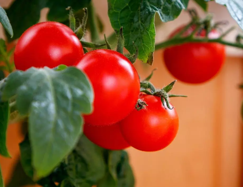 Ако искате доматите да ЧЕРВЕНЕЯТ по-бързо, подхранете ги с това 