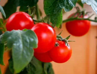 Контрол за мана по доматените растени: Ето как да се справите