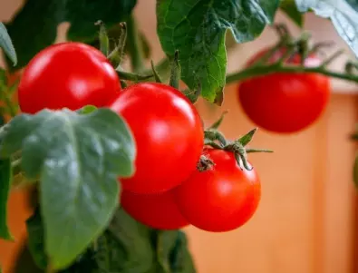 При късна мана по доматите се използва ТОЗИ трик с чесън
