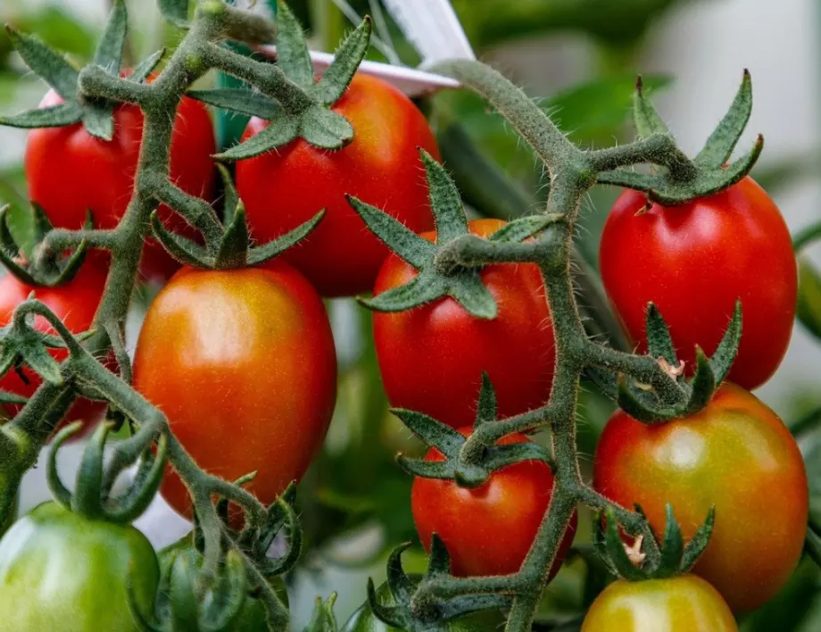 И парниковите домати могат да бъдат сладки с тези 4 условия