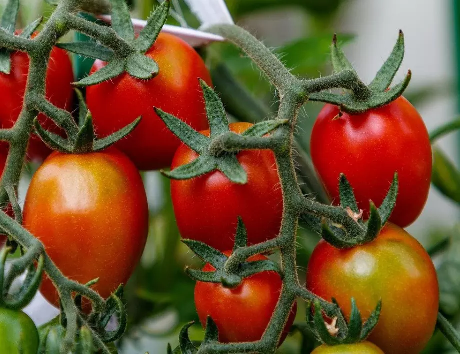 Не засаждайте това до доматите! 