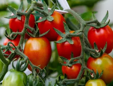 Уникален турски метод за отлична реколта от домати