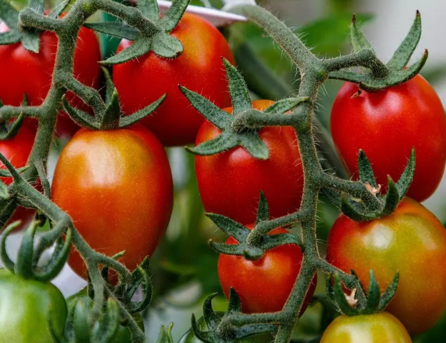 Най-важното правило, което трябва да спазите при засаждането на домати, за да имате богата реколта 