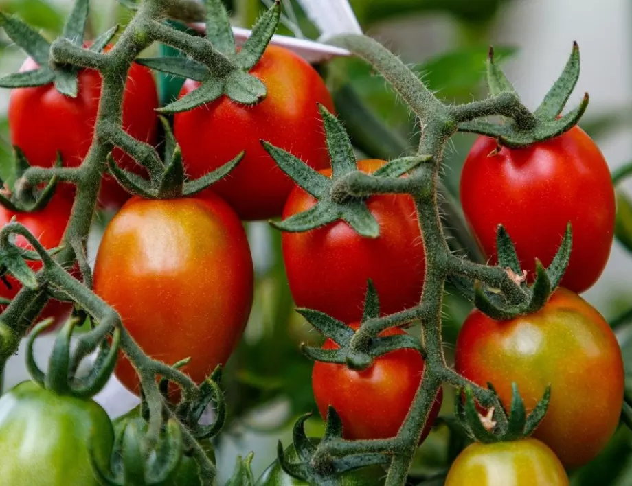 Полейте доматите само 3 пъти с този разтвор и те ще започнат да растат по-бързо