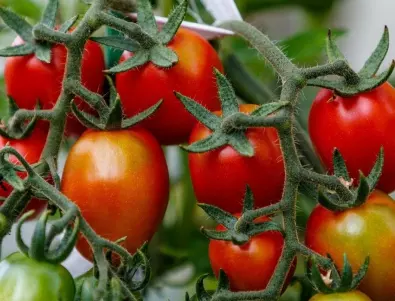 Ако искате доматите да узреят по-бързо, добавете ТОВА към водата