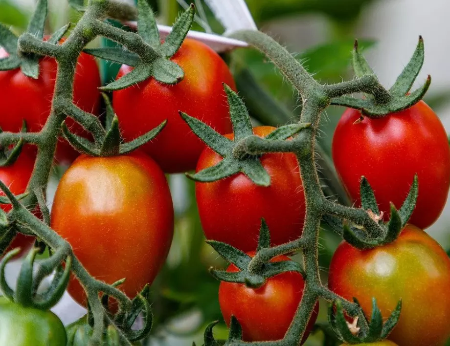 Пръскане на доматите със сода - всеки градинар трябва да знае това