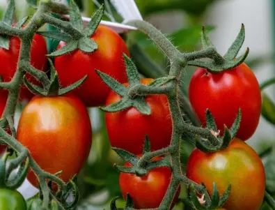Увяхнали листа по доматите: Ето какви могат да са причините