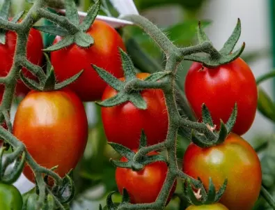 Ранните домати са лесни за отглеждане с ТЕЗИ хитри градинарски съвети