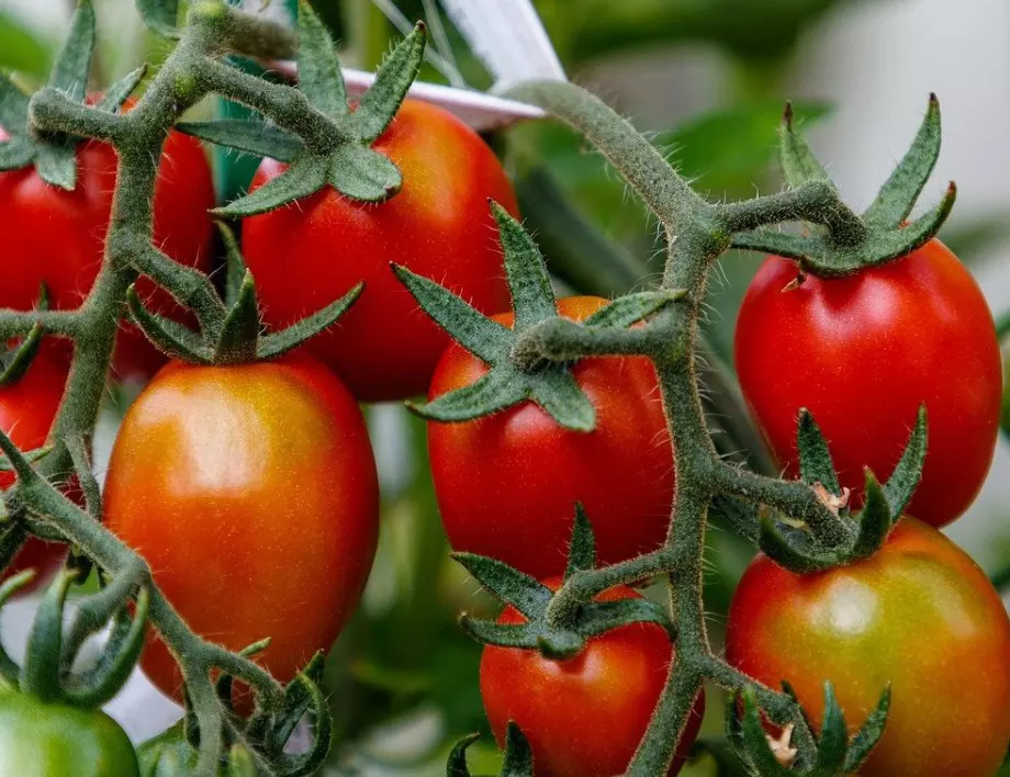 Опитните градинари поливат доматите си ТАКА, за да узреят по-бързо