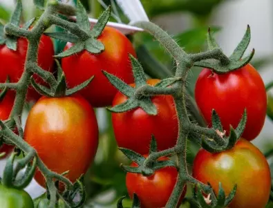 Удвоете реколтата от домати с йоден разтвор