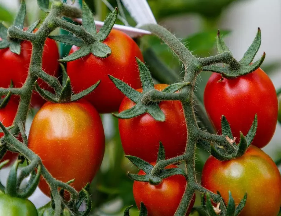 Процесът на колтучене при доматите за по-големи плодове