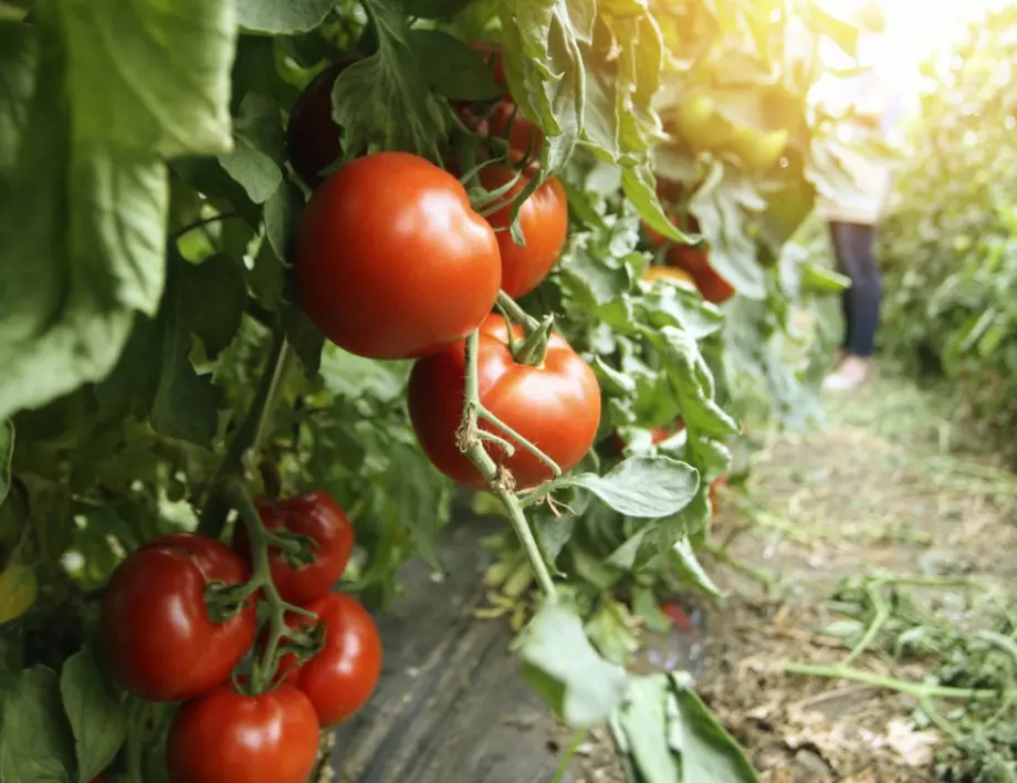 За богата реколта: Как да се грижите за доматите през август