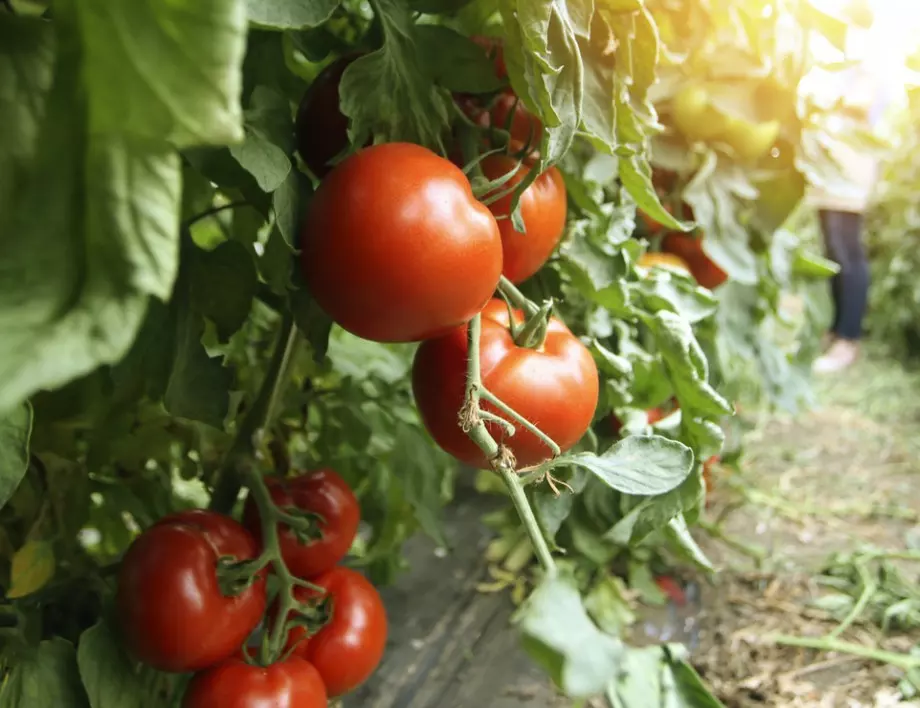 За бързо узряване на доматите изпробвайте тези начини