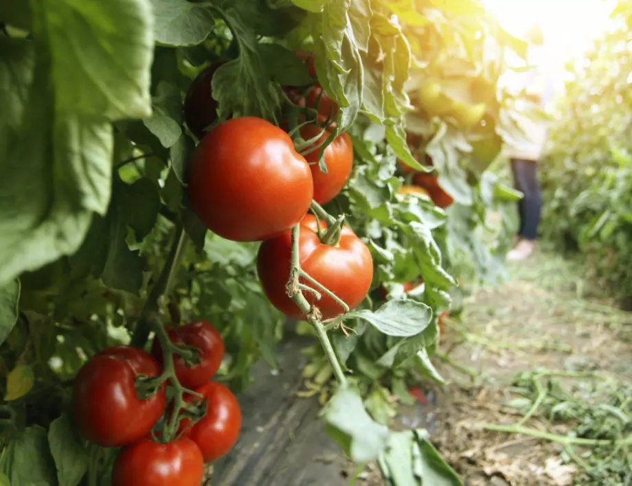 Подхранване и поливане на доматите за богата реколта