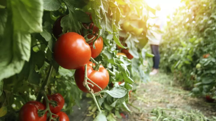 За градинари: Пръскане на домати, краставици и пипер за буен разтеж