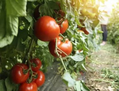 Пръскане на доматите с йод и мая - всичко, което трябва да знаете за него