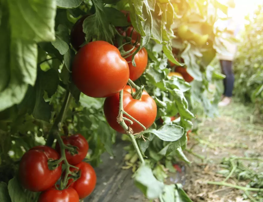 Грешката, която всички градинари допускат при поливане на доматите и тя е пагубна за реколтата им