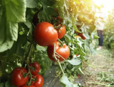 Причини за болести по стъблата при доматите