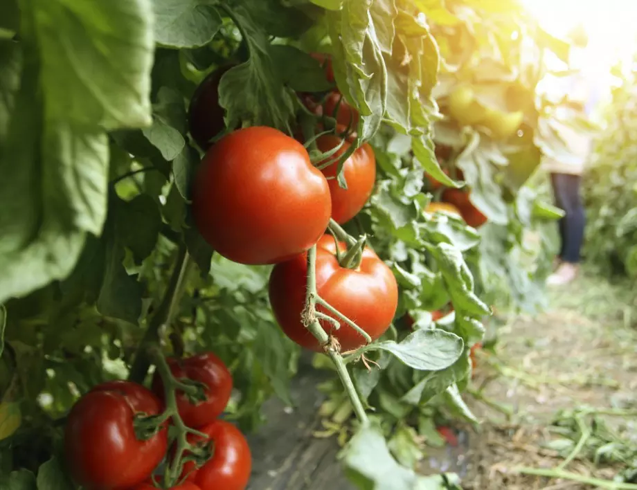 Правилното поливане на доматите - съвети за успешно отглеждане