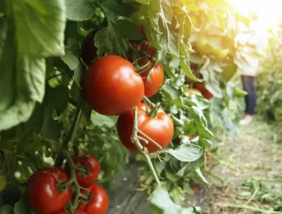 Гниене в края на цъфтежа при доматите: Признаци и причини