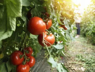 Защо доматите цъфтят обилно, но нищо не връзват