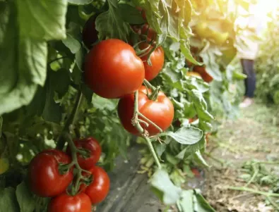 Само опитните градинари не изхвърлят това, а приготвят тор за краставици и домати