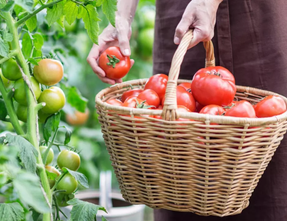 Как да изберем перфектните домати?
