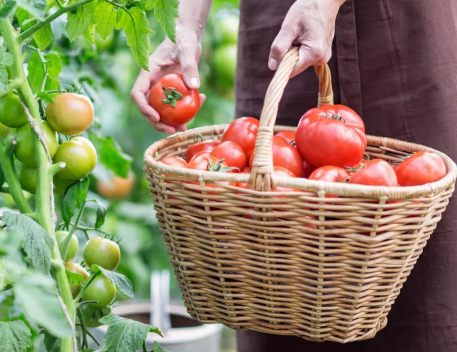 Защо се появяват пукнатини по стъблата на доматите