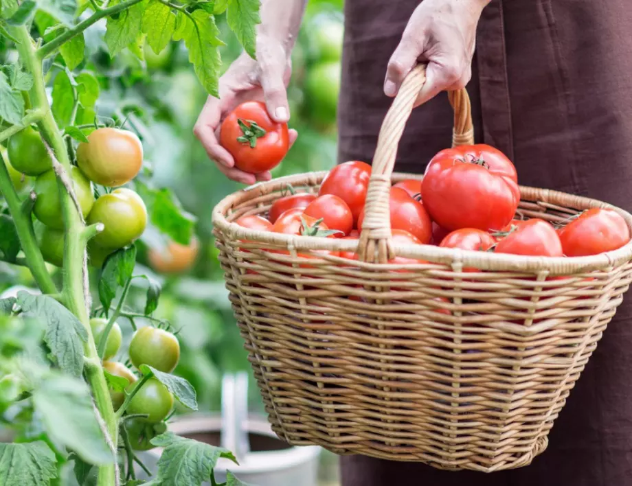 Няколко хитрини как доматите да станат едри и сочни