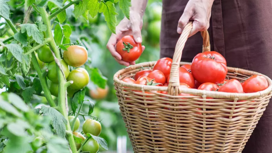 Ако искате цяла зима да имате домашни и вкусни домати, направете ето ТОВА 