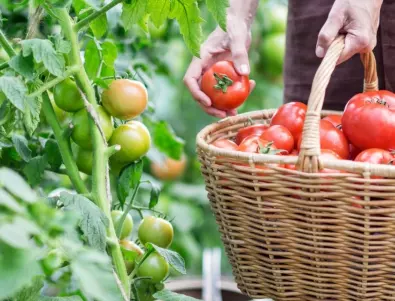 Опитен градинар съветва какво НИКОГА да не правим, ако искаме богата реколта от ДОМАТИ