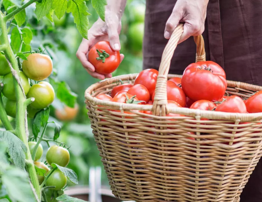 Само за мързеливи градинари: 2 сорта домати, които дават богата реколта без усилия