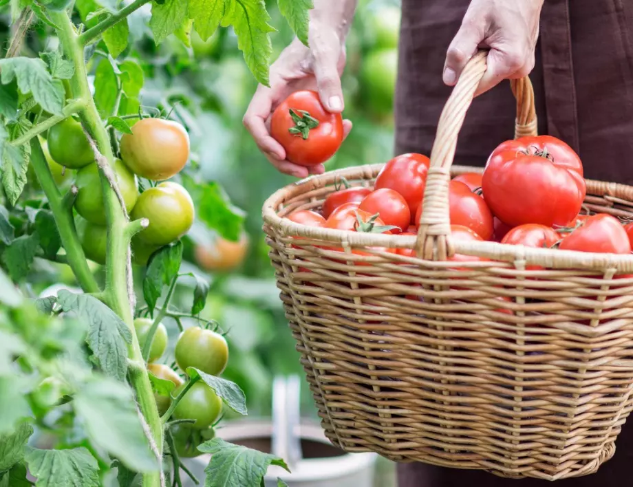 Не засаждайте тези растения до доматите