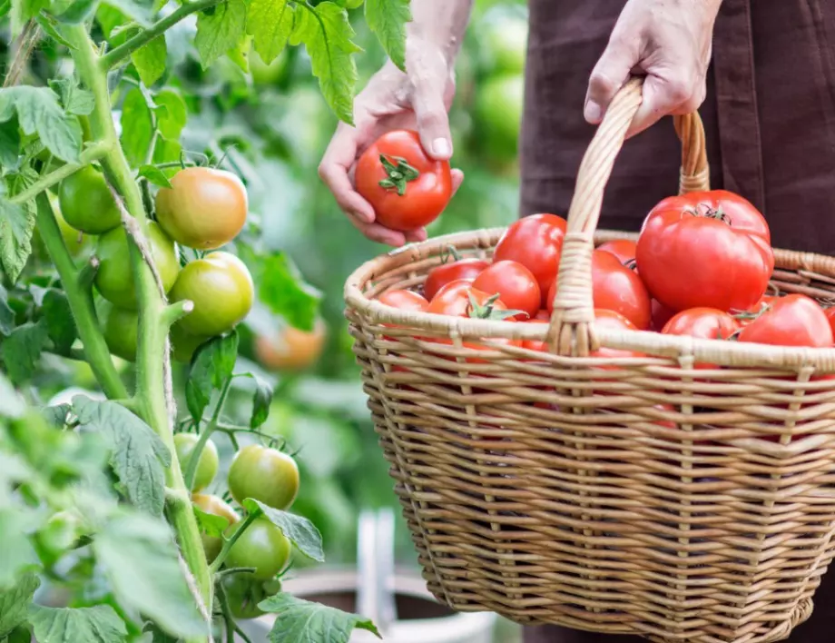 Напръскайте доматите с това и ще приберете първата реколта месец по-рано