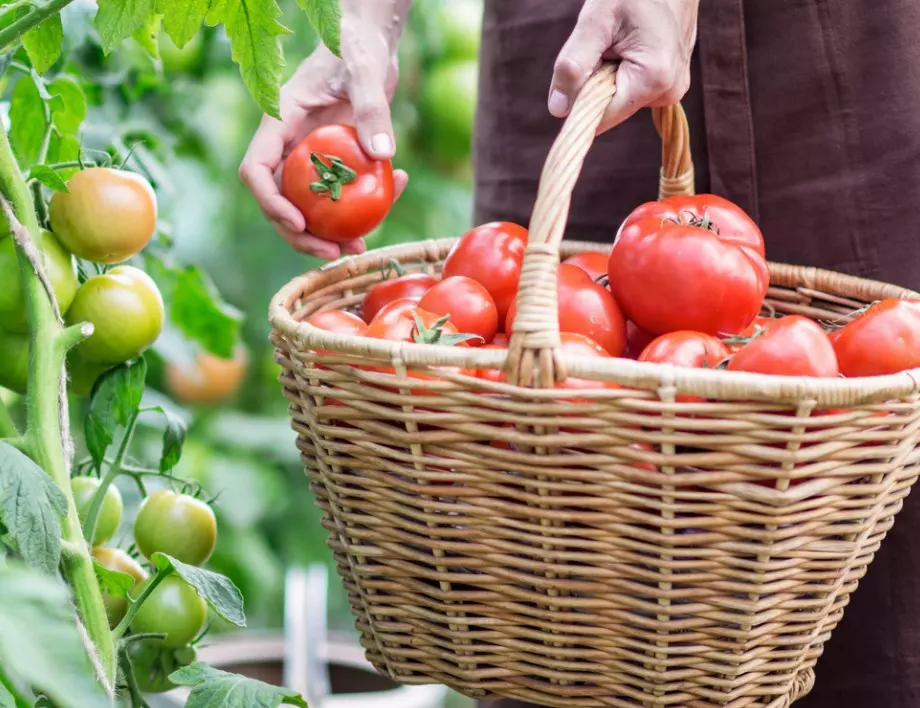 3 бабини рецепти за изобилие от домати в градината