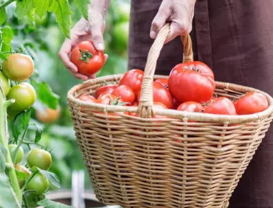Ако искате богата реколта от месести и захарни домати, полейте ги с това