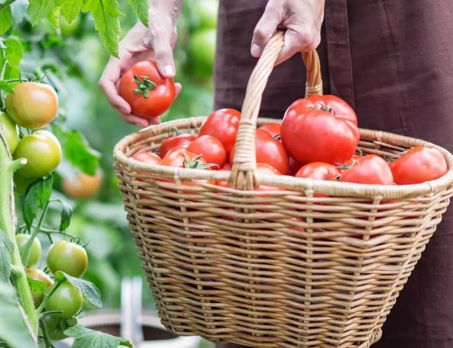 Как да торите доматите през ЮЛИ за добра реколта?