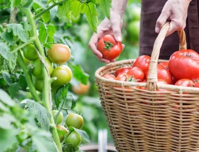 Какво представлява мана по доматите? 
