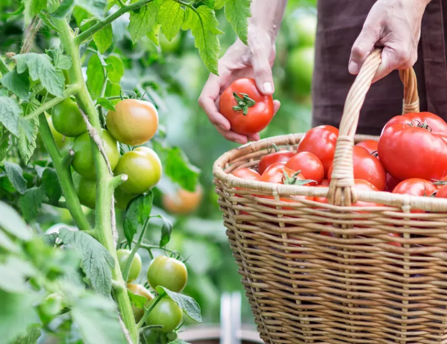Какво представлява мана по доматите? 